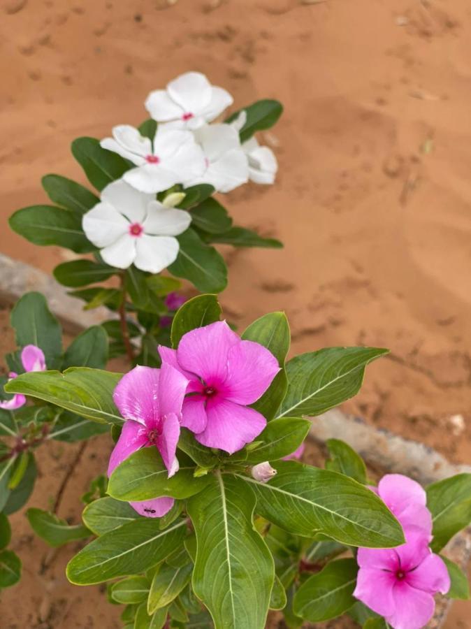 فندق Erg Chebbi Sahara Camp مرزوكة المظهر الخارجي الصورة