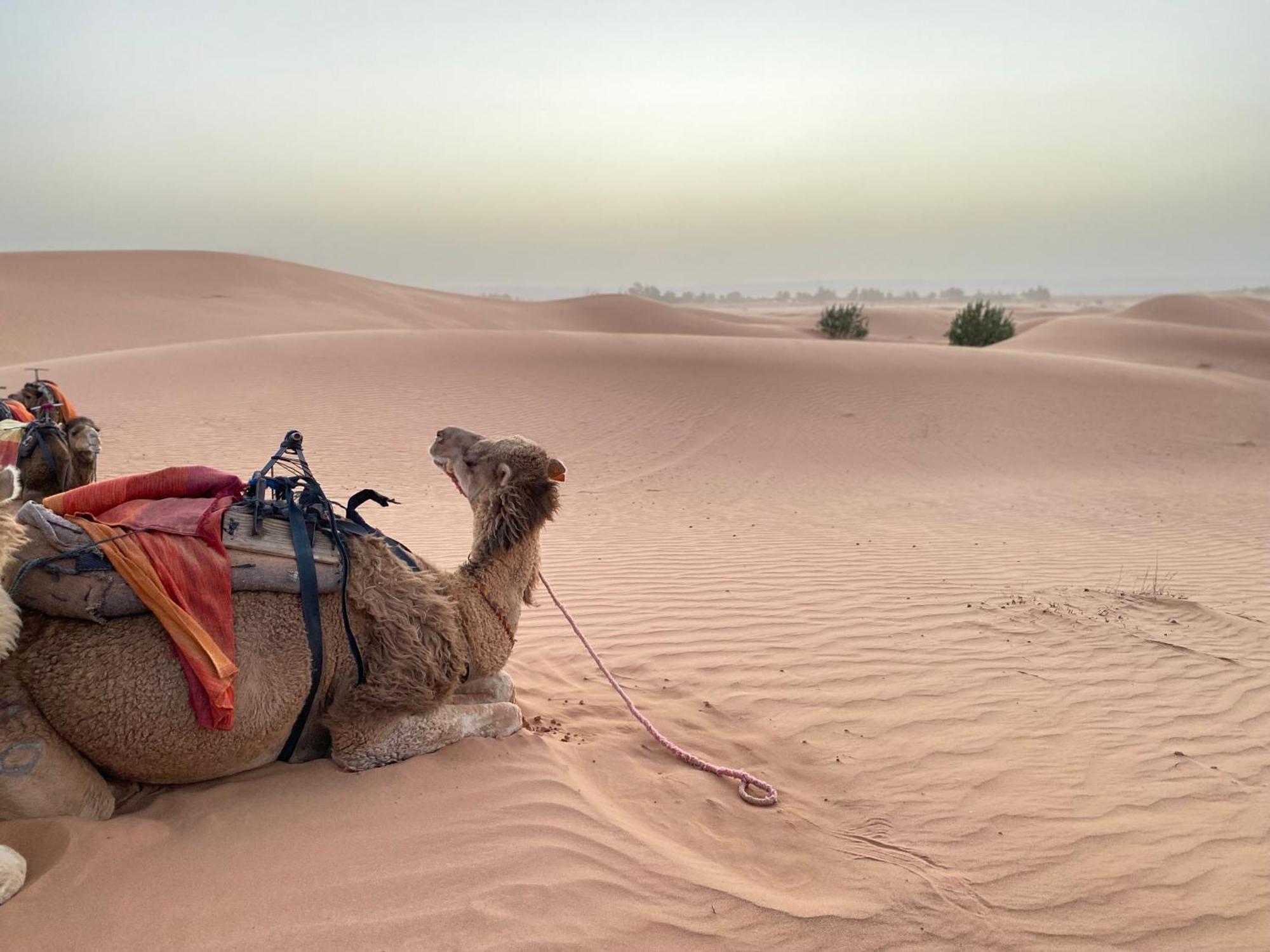 فندق Erg Chebbi Sahara Camp مرزوكة المظهر الخارجي الصورة